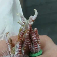 کبوتر پرشی|حیوانات|پردیس, فاز ۱|دیوار