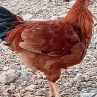 مرغ خروس محلی پاسیاه|حیوانات مزرعه|شیراز, جمال آباد|دیوار