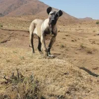 واگذاری توله ماده سرابی 8ماهه|سگ|سراب, |دیوار