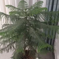 گل بزرگ|گل و گیاه طبیعی|بروجرد, |دیوار