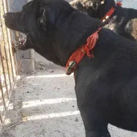 سگ سرابی