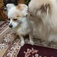 سگ شیتزو|سگ|باغستان, |دیوار