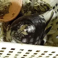 کبوتر پرشی|پرنده|شهر ری, سیزده آبان|دیوار