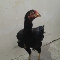 مرغ و خروس