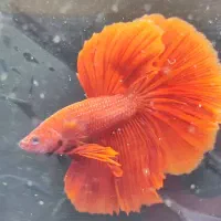 ماهی جنگجو فایتر