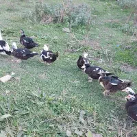 اردک محلی و خارجی غاز قوغاز|حیوانات مزرعه|گرگان, |دیوار