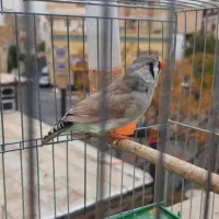 فنچ زبرا انگلیسی|پرنده|تهران, خزانه|دیوار