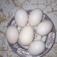 تخم اردک