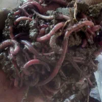 کرم خاکی طعمه ماهیگیری|ماهیگیری|فردیس, شهرک وحدت|دیوار