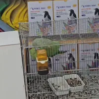 جفت مولد ملنگو فروشی