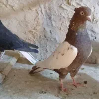 کبوتر۳عددقاراسینهسرخنربدرنگنر|پرنده|الوند, |دیوار
