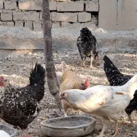 مرغ گلین|حیوانات مزرعه|باغ بهادران, |دیوار