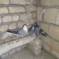نر کله دم سبز شمرونی ماده سفید نر شازده ومادهذسرخ|پرنده|اصفهان, دانشگاه اصفهان|دیوار