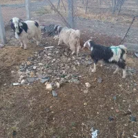 سه عدد بزغاله|حیوانات مزرعه|سیلوانه, |دیوار