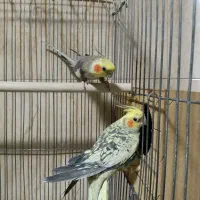 عروس هلندی جفت .با قفس بزرگ