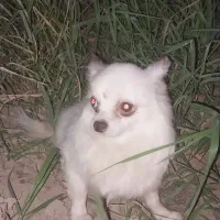 سگ پا کوتاه