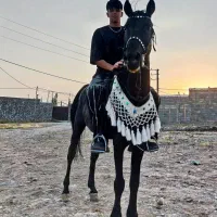 اسب نریان سیاه مشکی واکسی