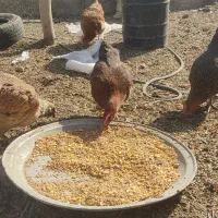 مرغ محلی|حیوانات مزرعه|محمدبار, |دیوار