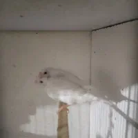 فنج بنگالی جفت تخم هم داره|پرنده|ساوه, |دیوار