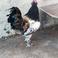 خروس 9ماهه ویک سال دوماه|حیوانات مزرعه|دوگنبدان, |دیوار