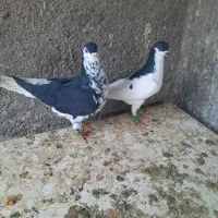کبوتر خال وساده