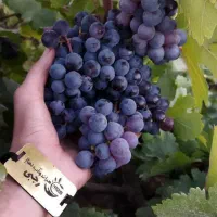 فروش نهال انگور وارداتی و محلی تضمینی