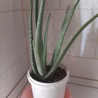 گلهای زیبا وآپارتمانی|گل و گیاه طبیعی|ایلام, |دیوار