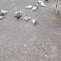 سی عددکبوتریکجا فروشی