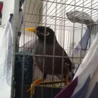 مینا سخنگو|پرنده|تهران, سلیمانی|دیوار