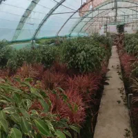 بنجامین ابلق یک متر و هشتاد به بالا