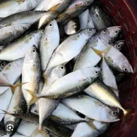 اجاره قسمتی از مغازه ماهی فروشی جهت ماهی جنوب