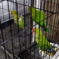 طوطی برزیلی نر ماده عروس هلندی ماده آماده