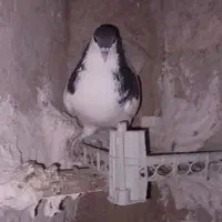 کبوتر طوقی و یال سیاه|پرنده|کازرون, |دیوار