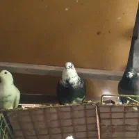 سه عدد کبوتر پرشی