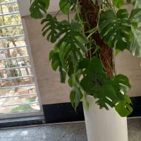 گل طبعی|گل و گیاه طبیعی|تهران, قبا|دیوار