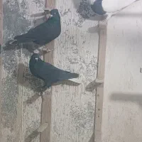 سلام پنج تا نر سوراخ|پرنده|کرمان, |دیوار