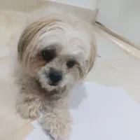 واگذاری سگ شیتزو