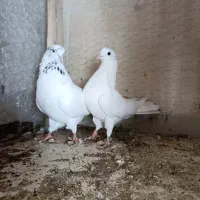 11عدد کفتر پرشی|پرنده|خلخال, |دیوار