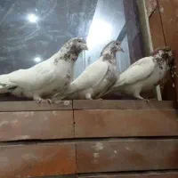 کبوتر|پرنده|تهران, فلسطین (میدان انقلاب)|دیوار