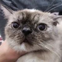 گربه ماده پرشین اسکاتیش|گربه|گنبد کاووس, |دیوار