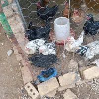 مرغ محلی و گلین|حیوانات مزرعه|مرودشت, فاز دوم شهرک فرهنگیان|دیوار