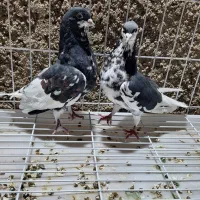 کبوتر،کفتر شهری