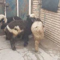 کووه بختیاری|حیوانات مزرعه|گتوند, |دیوار