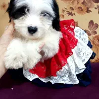 سگ شیتزو عروسکی ۲ ماهه نر