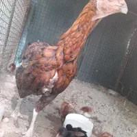 ماده مرغ با جوجه