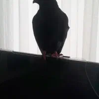 کبوتر گمشده