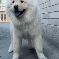 سگ چاو چاو
