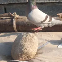 کفتر پلاکی|پرنده|تخت, |دیوار