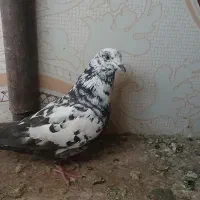 کفتر مرغ عشق قفس