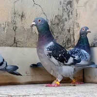 پلاکی عراق وایران۶۳۰نشسته